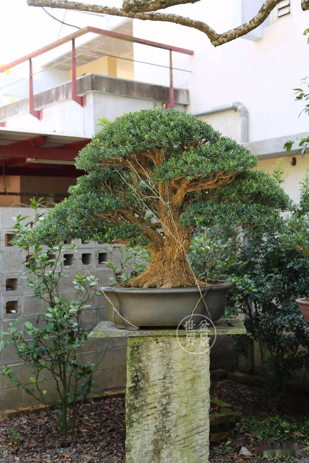 第一名:黄杨_盆景_黄泗山_台湾