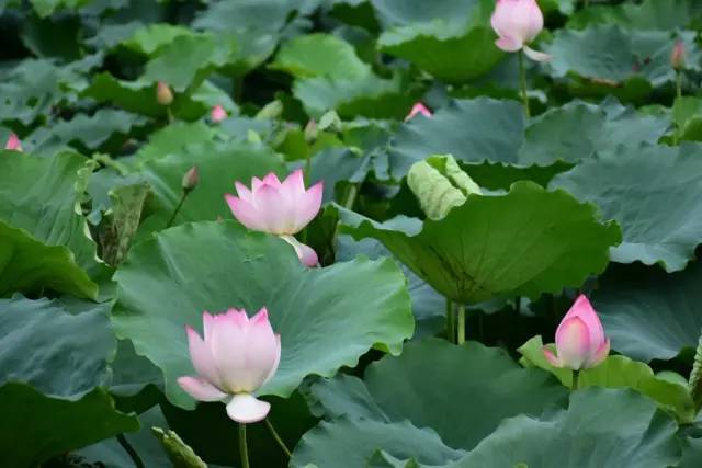 南岸区莲花堂_莲花新城3区鸟瞰图_莲花六号区二手房