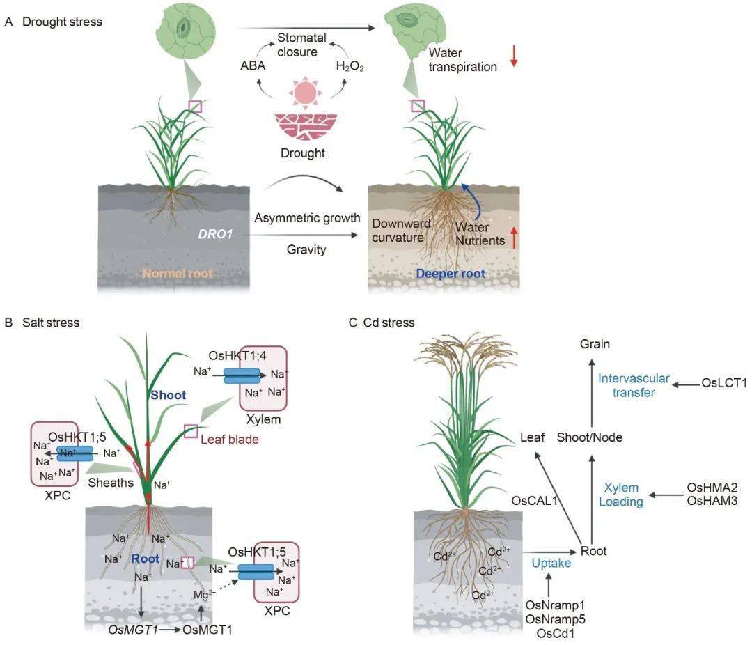 首先从水稻两大先天免疫系统pti和eti的角度
