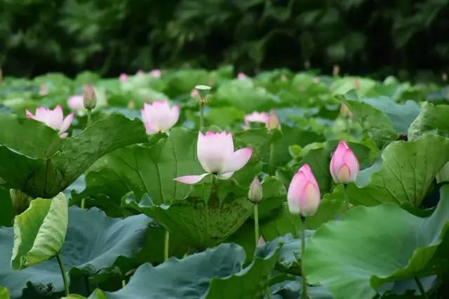 莲花六号区二手房_莲花新城3区鸟瞰图_南岸区莲花堂