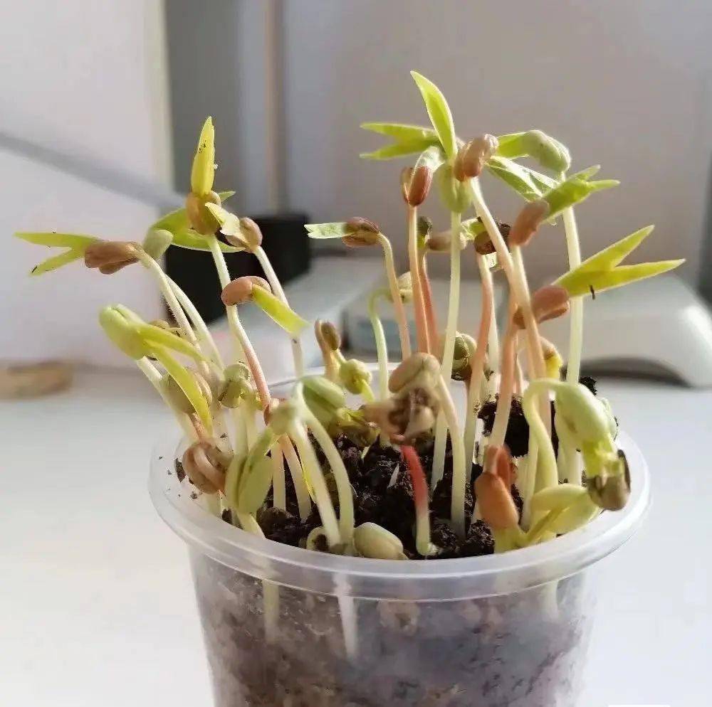 土壤栽培法03水培法02铺沙遮光法01如何使种子发出小芽一起来看一看发