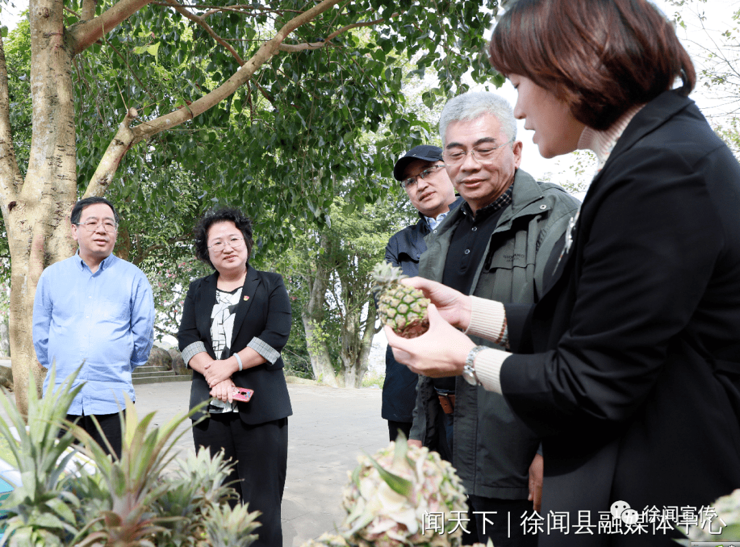 当天下午,黄常开一行到曲界镇"菠萝的海"参观,听取有关情况介绍,详细