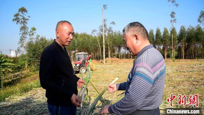 技术|“机械怪人”到广西甘蔗地搞技术研发 把田中废叶变成家畜美食