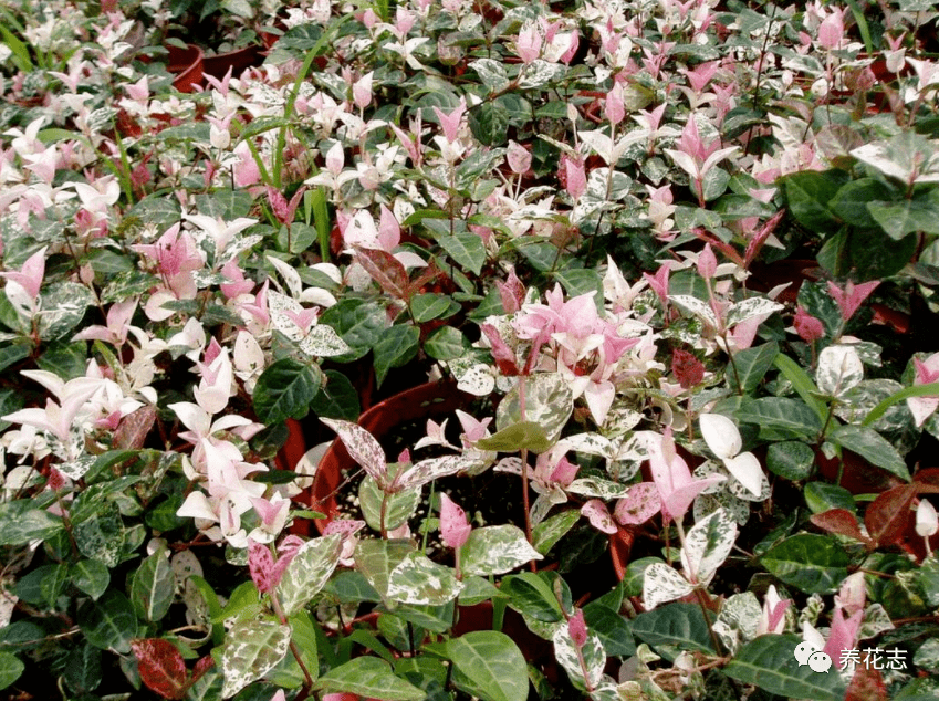 抓住这4点要求花叶络石春秋时节粉嘟嘟冬日红彤彤美极了