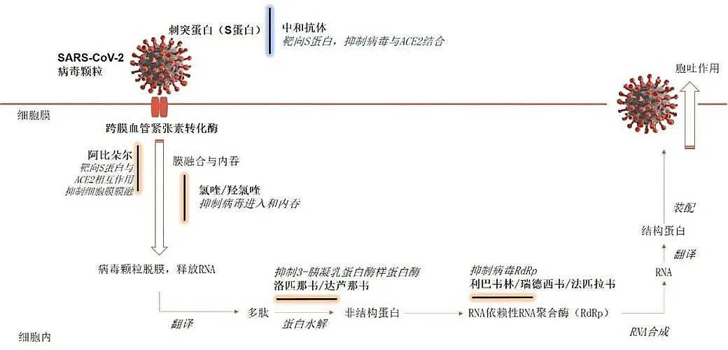 疗法|重磅！首个国产新冠救命药，来自这家冷门公司