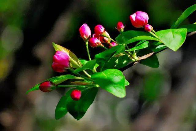 惊艳海棠花 16b8c1fd24594eeebb3b3ac0849d267e.jpeg