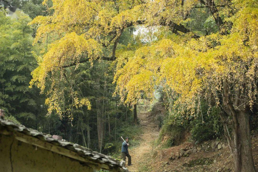 【美景】甘棠鎮倪下村:銀杏染冬美如畫_福安_冬日_後山