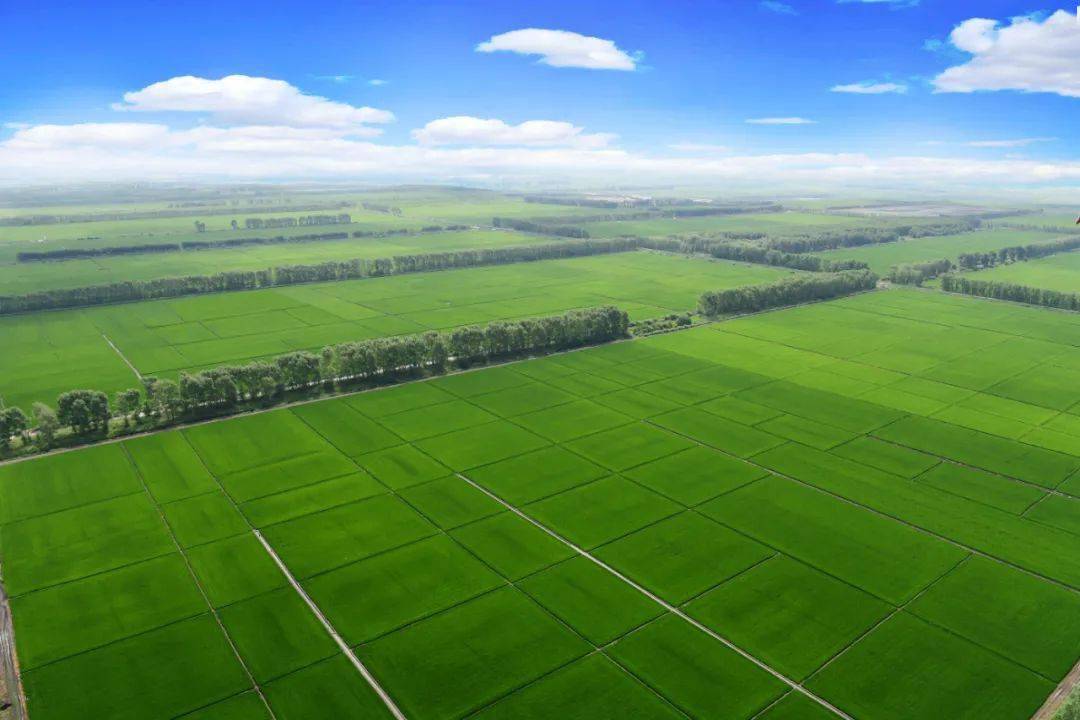 八五六:沃野良田筑梦 现代化农业发展提档升级_种植_水稻_格田