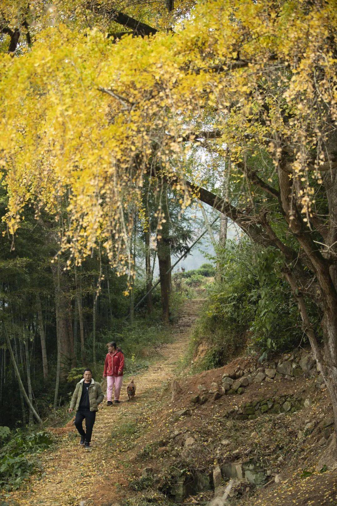 【美景】甘棠镇倪下村:银杏染冬美如画_福安_冬日_后山