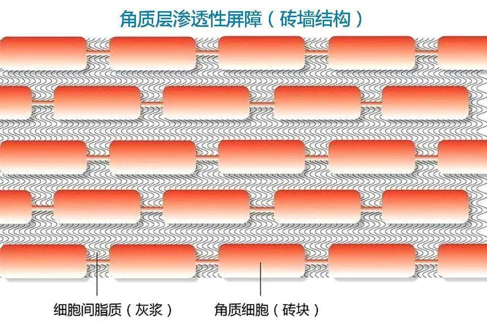 产品用什么都不吸收？试试三甲医院皮肤科的屏障修护乳！189元6瓶！