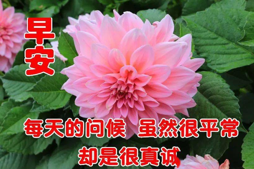 12月10日最新早上好动态表情图片大全早上好祝福语句子