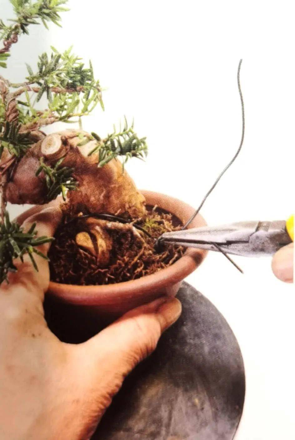盆景案例修剪神枝或舍利干可以试试芽繁叶密的红豆杉哦