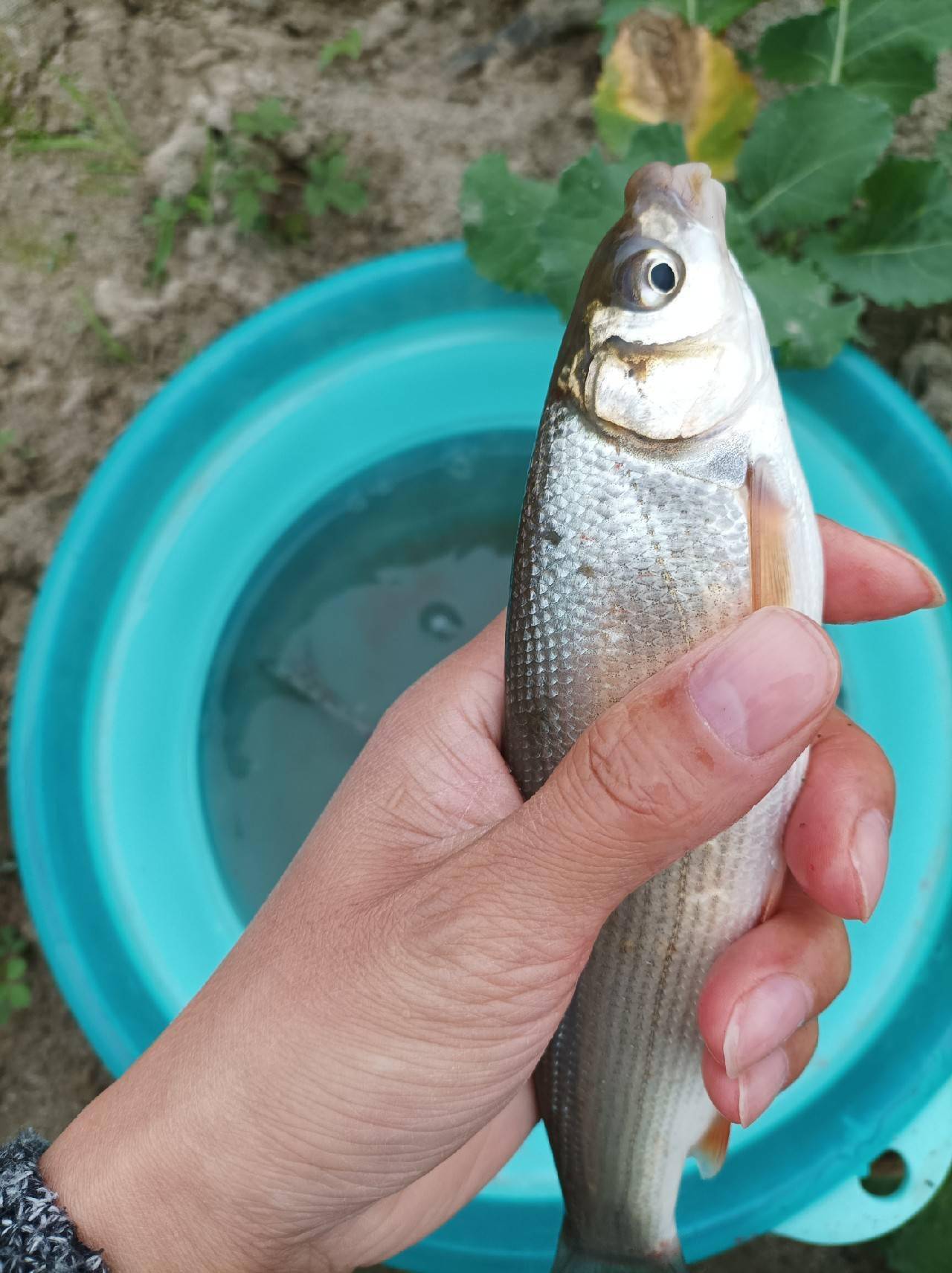 能上魚,說明次釣法可行,其實質和李大爺的悶竿差不多,都是釣頓