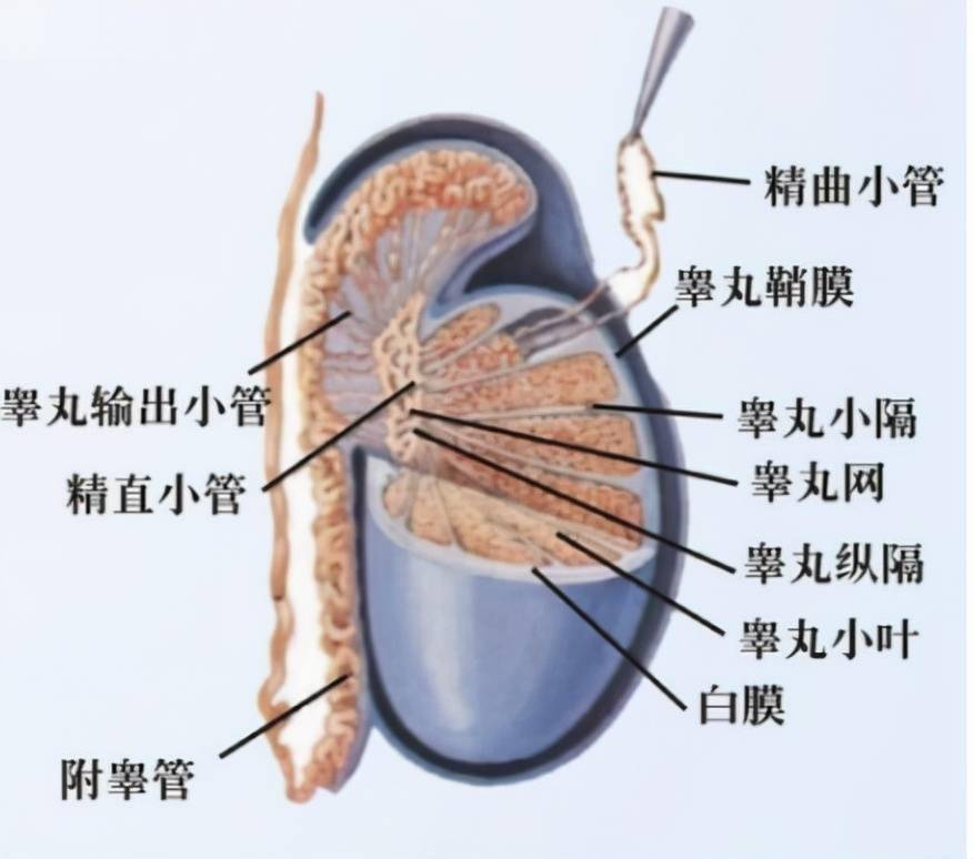 揭秘人类精子加工厂睾丸