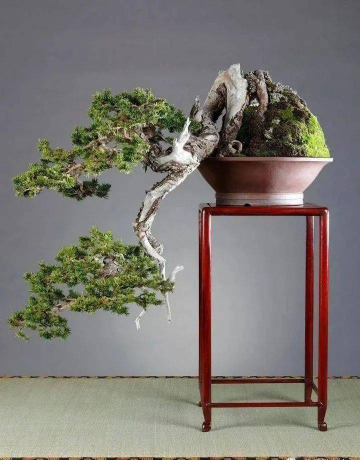 古代盆景人的追求