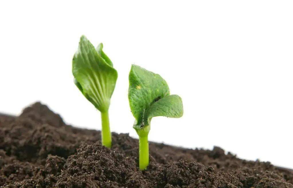 移栽或扦插后不长根种子发芽出苗慢试用一下这4种调节剂
