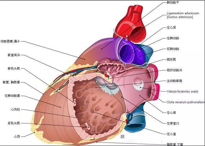 心臟解剖圖