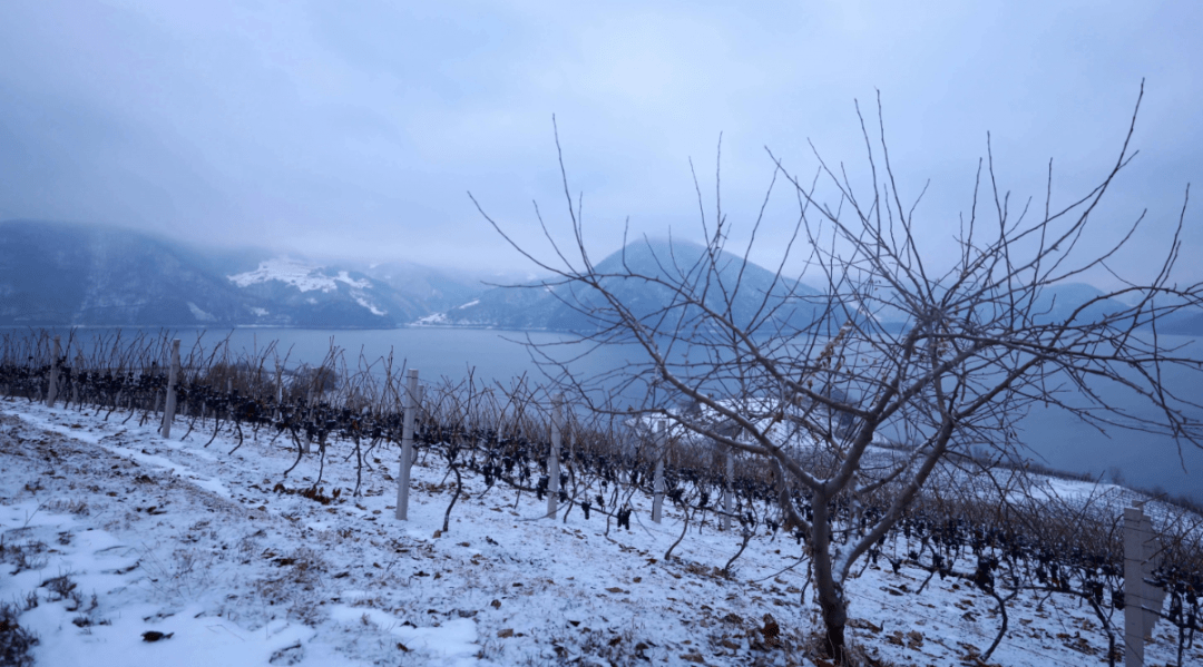 冰雪|体验冬季采摘乐趣 打造冰雪旅游名片 2021通化·集安鸭绿江河谷冰葡萄酒节开幕