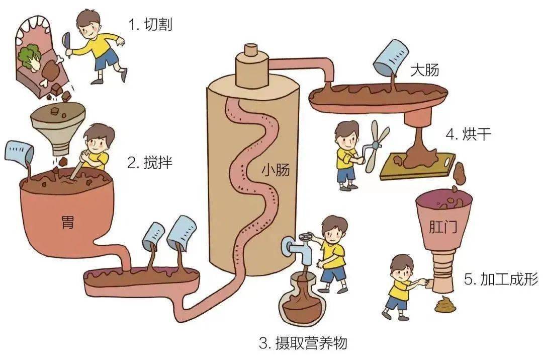 人进食到排便过程图图片