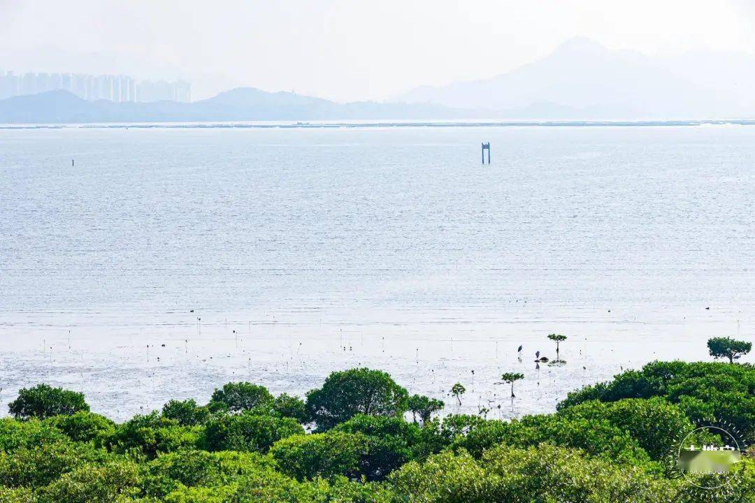 少景美|全国唯一！深圳闹市中藏着个神秘景点！人少景美还免费