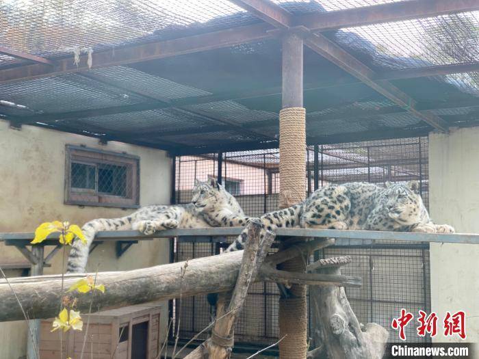 圖為青藏高原野生動物園內的雪豹