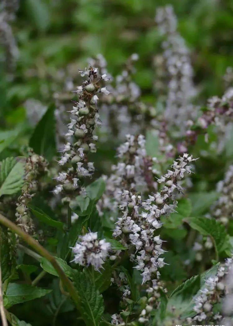 你好大自然第213期凉粉草