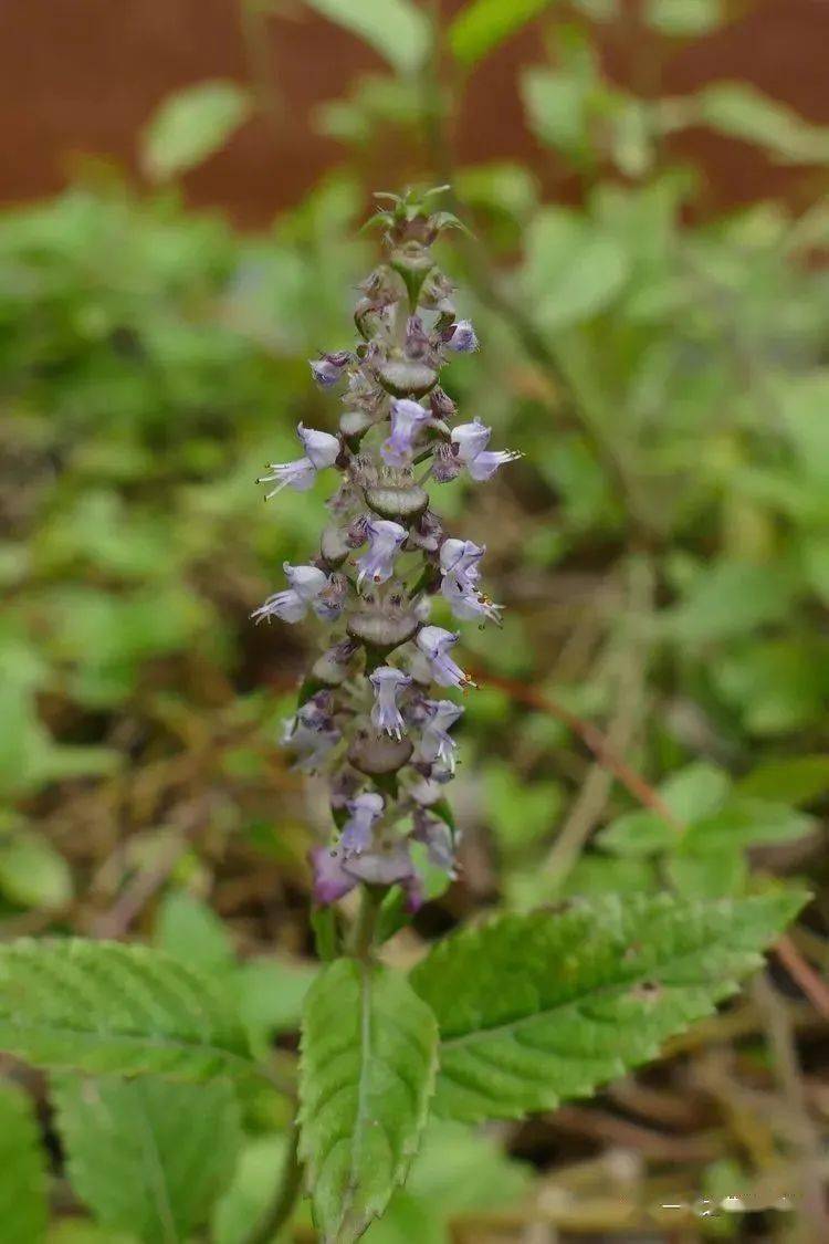 你好大自然第213期凉粉草
