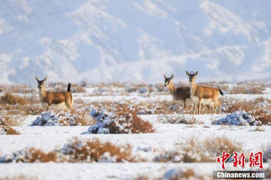 新疆博湖：鹅喉羚野外“漫步”悠闲觅食