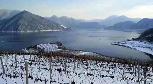 冰葡萄酒排行_2021年洛阳企业百强排行榜:仅洛阳栾川钼业集团有限公司1家企业营...