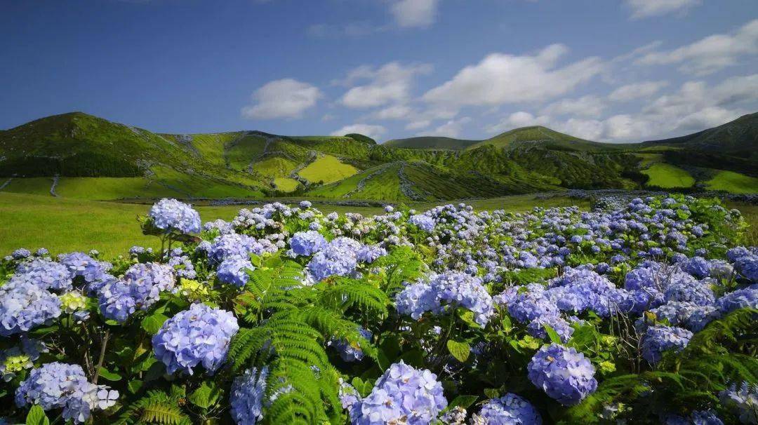 自然环境Pantone发布了2022年度流行色——长春花蓝