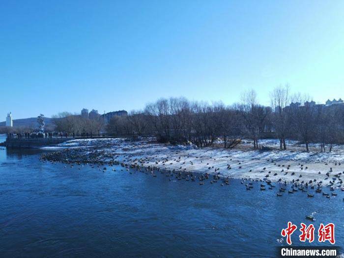 吉林|千鸟飞渡吉林松花江：驻足城市“驿站”悠然自得