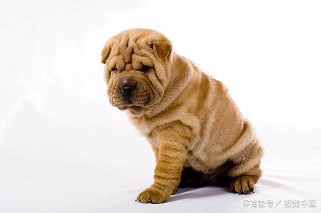 很多人没见过的沙皮狗拍起艺术照也是一脸忧伤