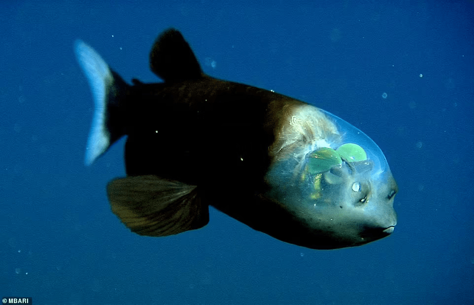 加州600米深海惊现 外星鱼 头部半透明 大眼珠发绿光 麦鱼 生物学 大麦