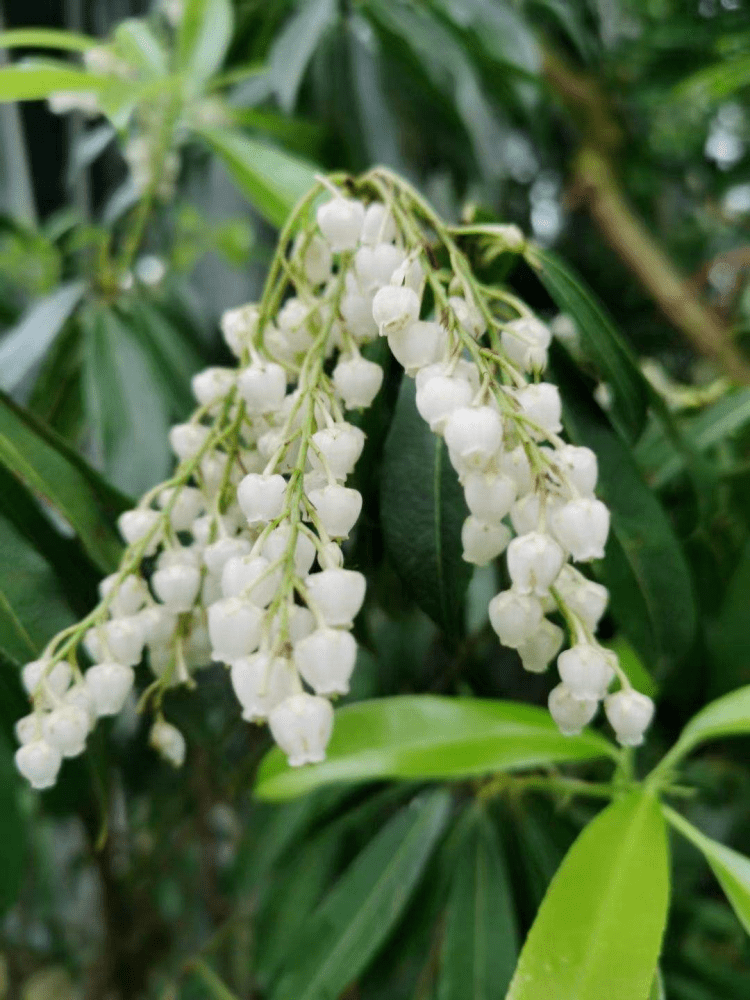 一种植物开花像"小泡泡",见过的人不多,叶子泡水后还能杀虫_光照_花花