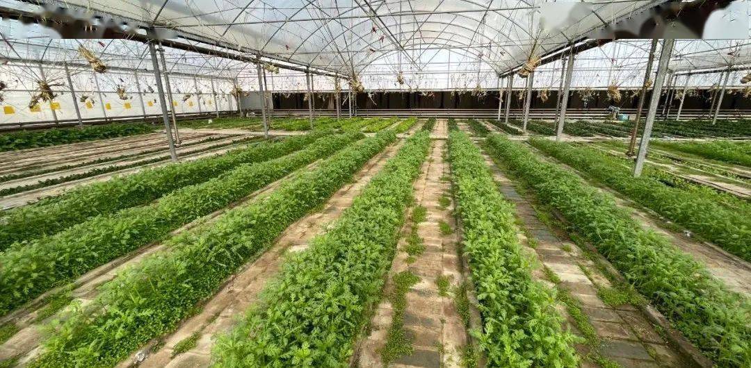 哈密199元有机蔬菜采摘一日游含中餐哦