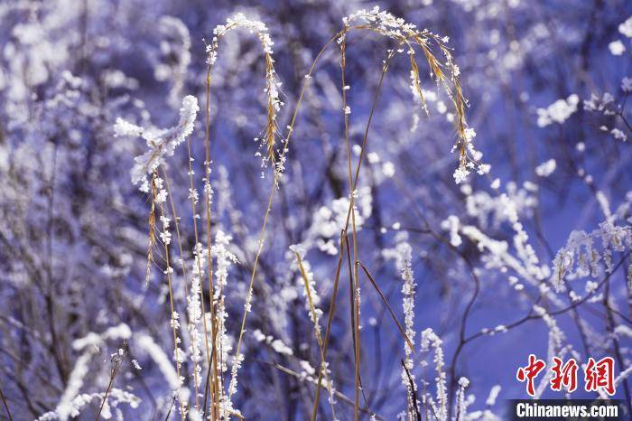 高原|四川若尔盖：雪后雾凇 若诗若画