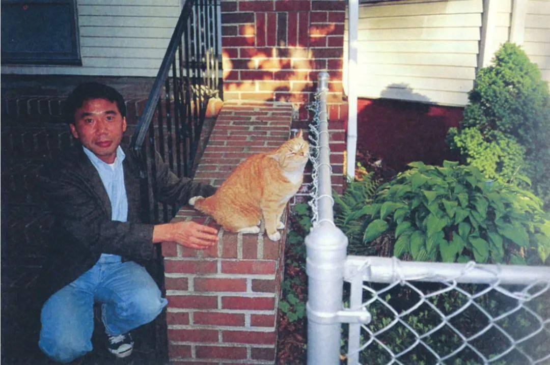 看来看去还是猫咪可爱村上春树的猫咪日记