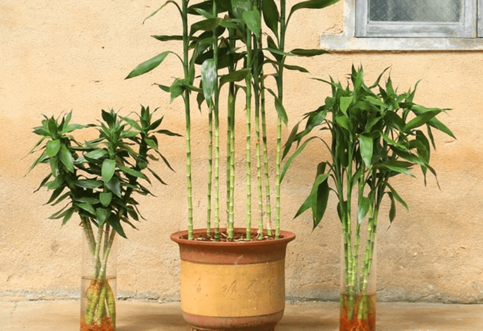 富贵竹几天喷一次水 d821df456a044037b431a0696ce8b2a9.png