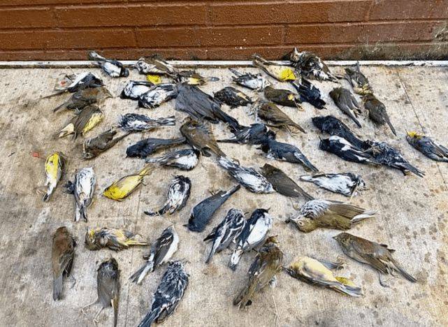 美国数千只鸟撞击大厦自杀地上堆满尸体专家称天气冷所致