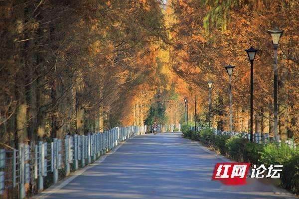 水杉|网友争相打卡，长沙江背镇这条“水杉大道”成网红了