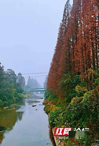 水杉|网友争相打卡，长沙江背镇这条“水杉大道”成网红了