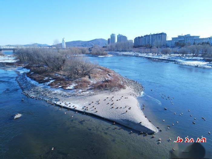 城市|千鸟飞渡吉林松花江：驻足城市“驿站”悠然自得