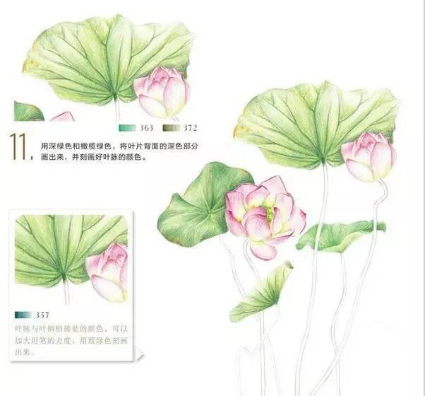 彩铅画入门教程用彩色铅笔画一朵清新的荷花