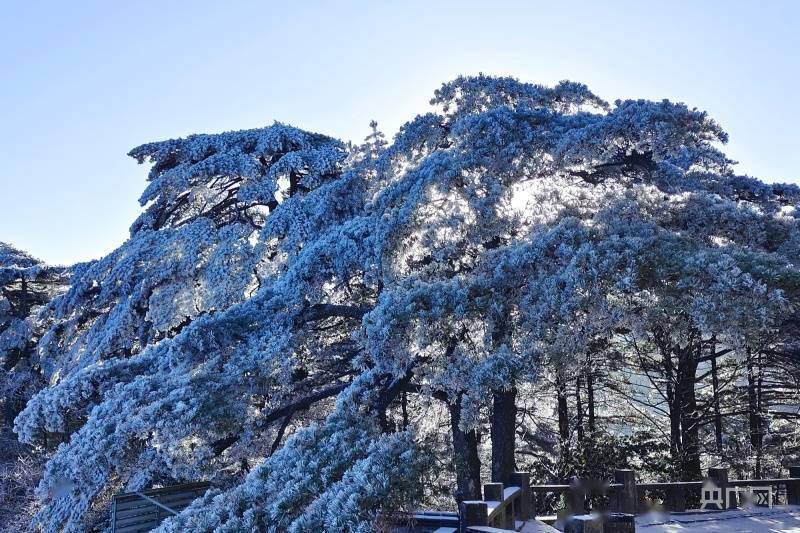 怪石|雪后黄山 宛如仙境