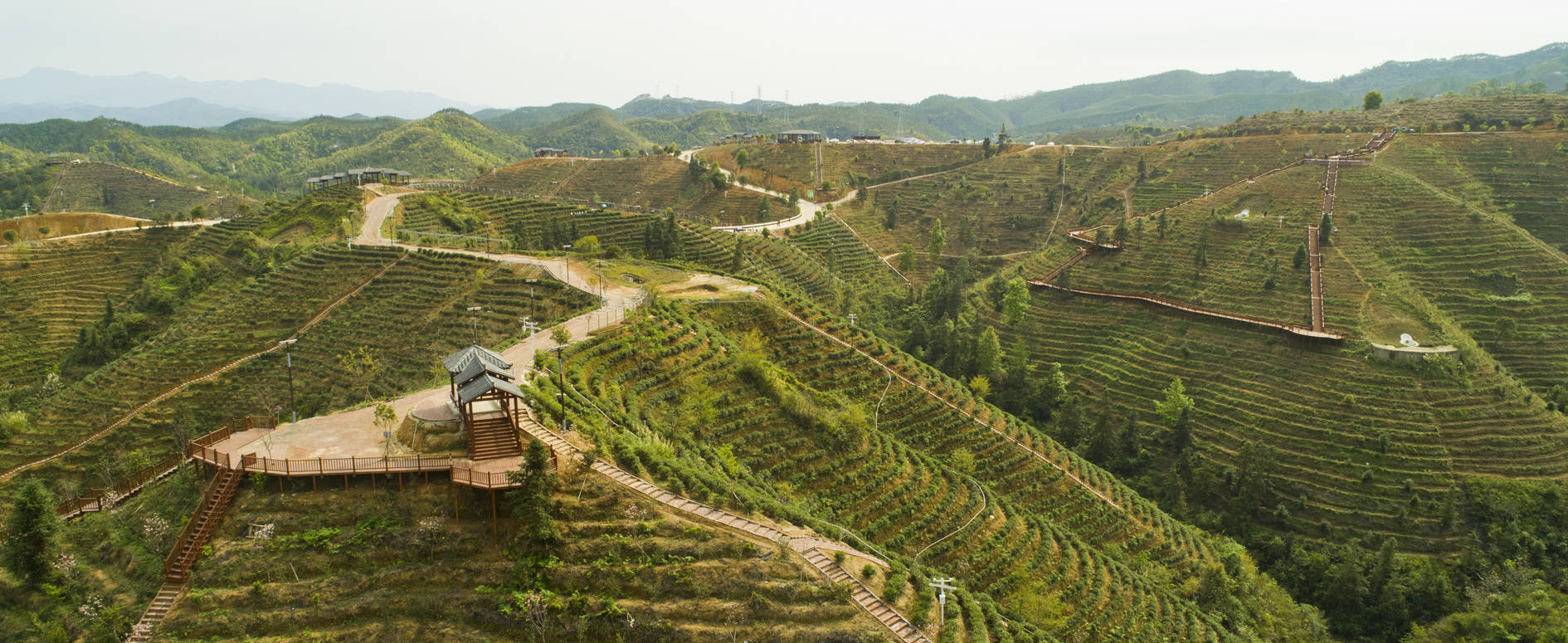 位于紫金紫城镇蓝坑村的紫金客茶谷,处于省级现代农业产业园紫金县