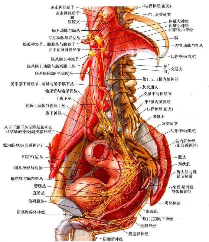 在男性,下腹下丛位于直肠,精囊腺,前列腺及膀胱后部的两侧