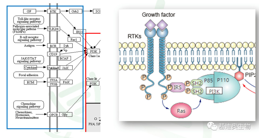 PI3K-AKT通路专题解析（下）_受体_蛋白_信号