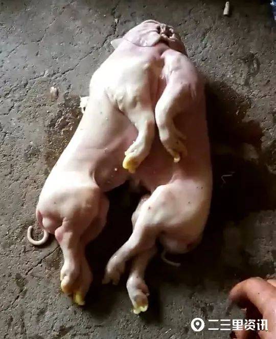 吉林一村民家惊现连体猪8条腿2条尾巴却没有头