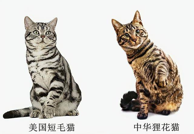 美国短毛猫丨银虎斑_五月花号_品种_北美