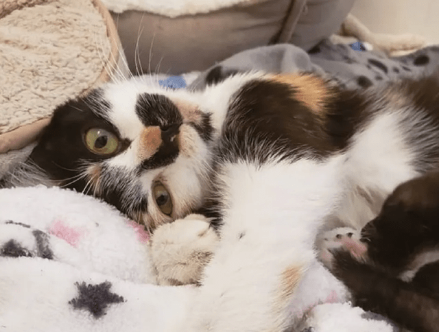花猫 adidas ZX 8000 “Strawberry Latte” Lands January 20 | House